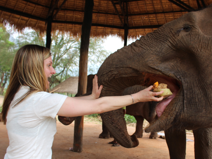 The elephants still wind up hungry, even after eating these sandwiches. Their mouths are huge, and I found feeding them directly somewhat intimidating, even though their tongues are warm and soft to the touch. Sometimes I just put food in their trunk and let them feed themselves.