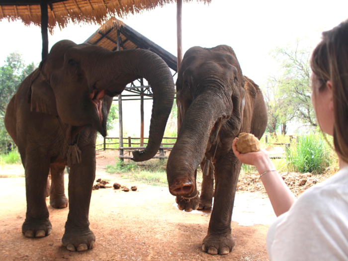 Every elephant needs about 10-20 acres of space to roam, the staff told me. But mostly, they spend their time eating. Elephants reserve 13 to 16 hours of their day for chow time — about 70-80% of their waking hours.