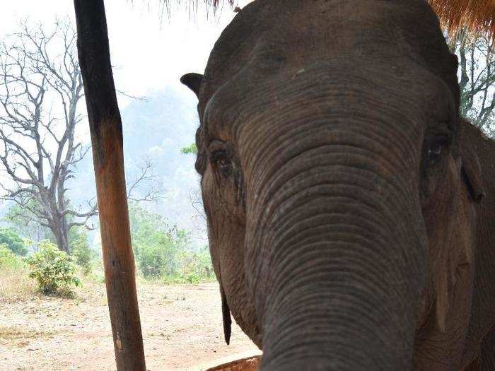 The mahouts warned me not to approach the elephants from behind: The animals have giant blind spots, though they can see 123 degrees on either side of their head.