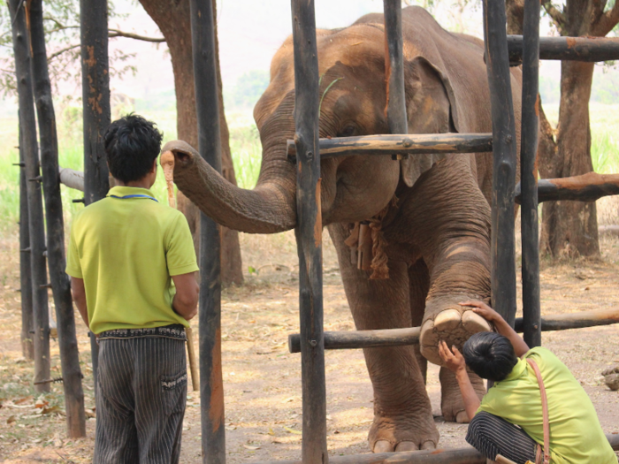 Mahouts feed, clean, and bathe the elephants, and also help younger elephants like this male learn to follow commands.