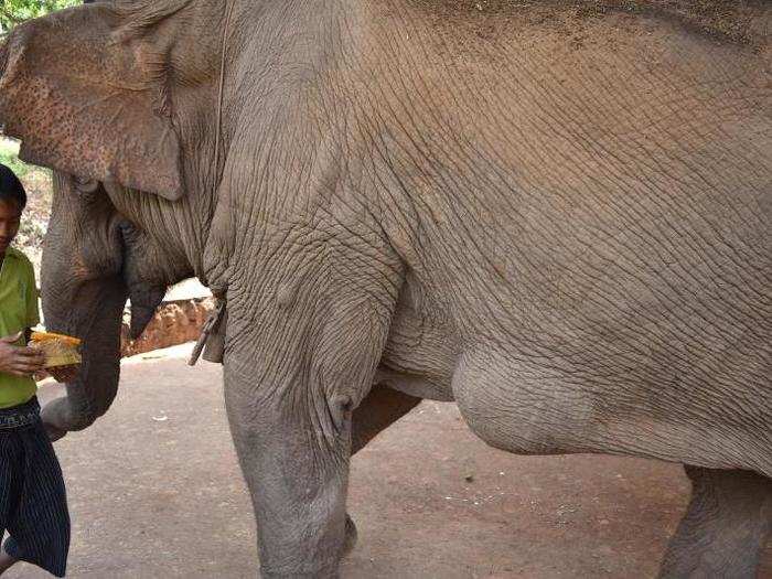 The relationship between a mahout and his or her elephant is like a marriage, camp workers told me. Mahouts know the personality quirks of their elephants, as well as their medical issues.