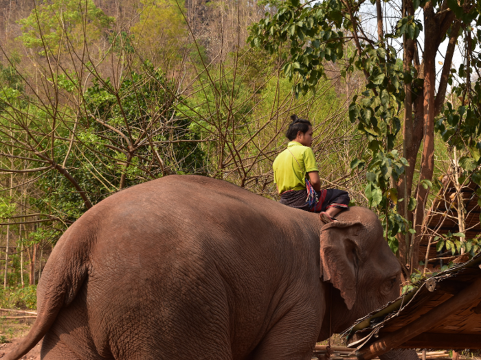 The elephants who live at Green Valley each have their own dedicated handler, called a "mahout."