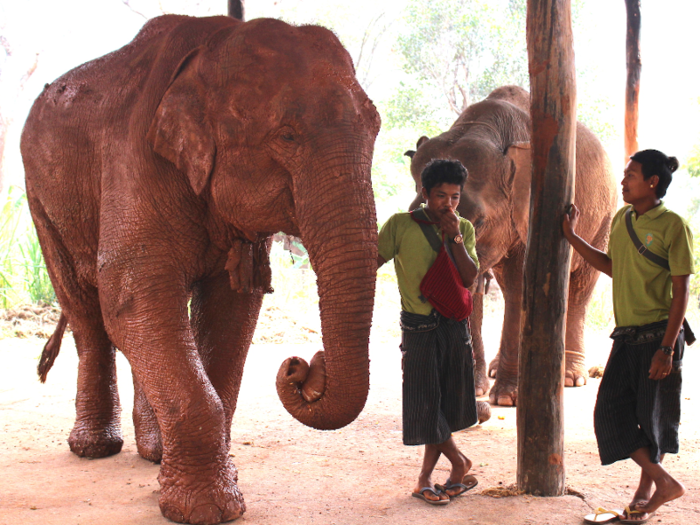 Since 2011, the Green Hill Valley camp has offered a sanctuary for retired and injured elephants.