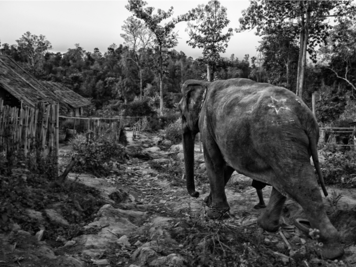 Logging elephants in Myanmar retire when they