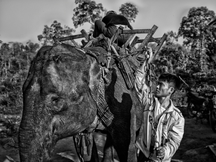 The animals can be better lumberjacks than machines: Elephants are nimble when it comes to navigating dense forests, and they create less pollution than machinery.