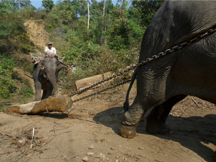 Today, roughly 5,000 captive elephants remain in Myanmar, the largest population of its kind in the world. Most live in government camps, where they either work as loggers or are transitioning to entertaining tourists. It