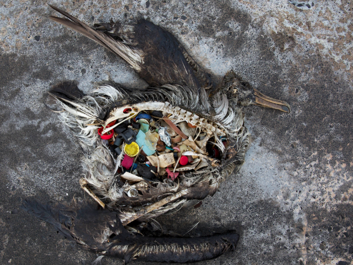 Larger single-use plastic products also end up in our oceans.