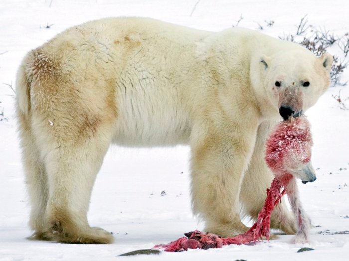 Many species, like polar bears, have been forced to extreme ends. This bear resorted to cannibalism.