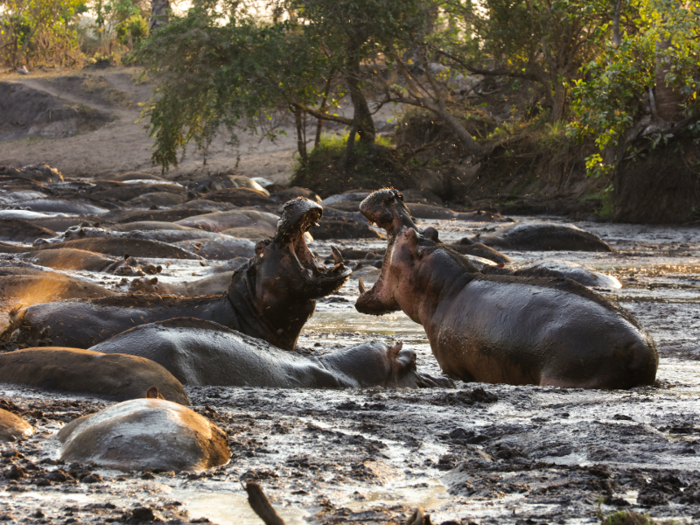 The number of threatened and endangered animals is expected to keep going up as humans continue to log forests and emit heat-trapping gases into the atmosphere.