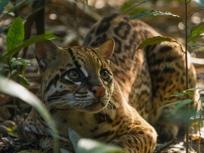 For many endangered animals, it is becoming even more difficult to survive as the Earth heats up and weather gets more erratic.