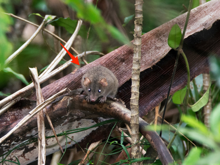 In February, Australia