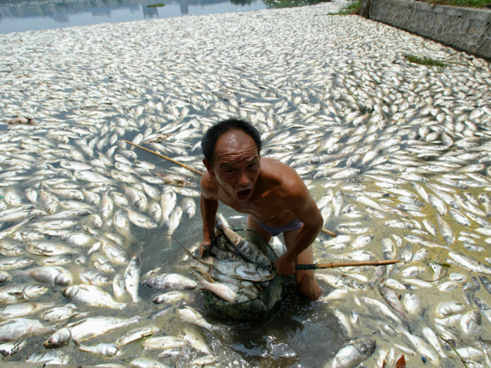 In 2007, scores of fish died in this lake in Wuhan, China due to excess run-off and sweltering temperatures.