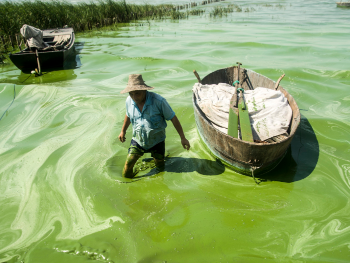 That algae bloom completely choked the lake at the time.