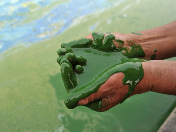 The green algae pulled from Chaohu lake in Eastern China in 2009 almost looked like acrylic paint.