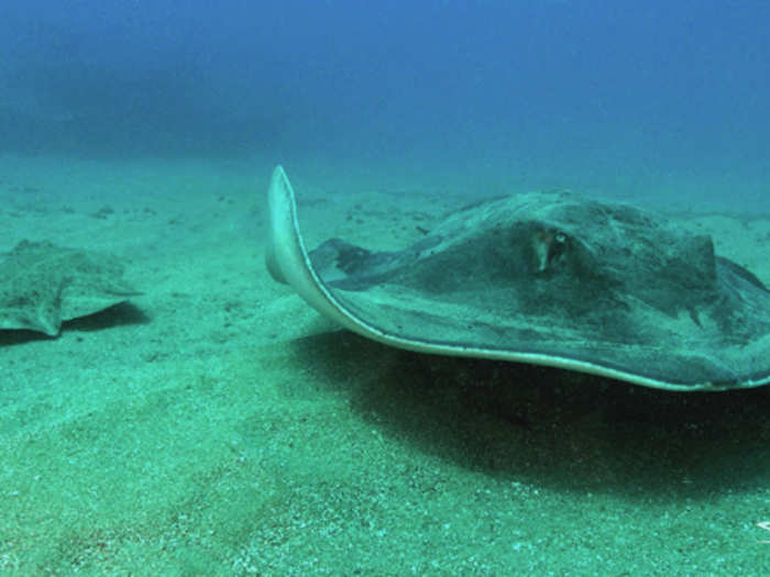 Despite its clever camouflage tactics on the Atlantic ocean floor, the angelshark, or monkfish, is critically endangered, too.