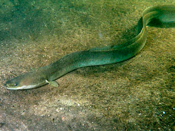 European eels are also approaching extinction due to overfishing.