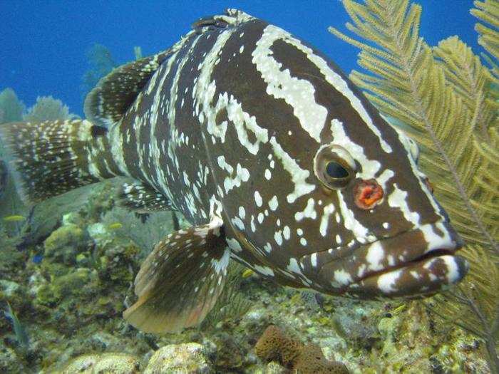 The Nassau grouper is an iconic Caribbean reef fish, but it