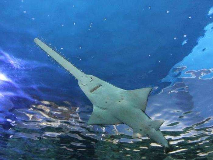 This endangered smalltooth sawfish looks like a shark, but it