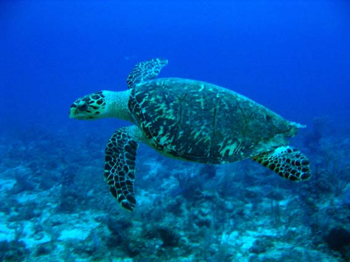 Other critically endangered marine creatures include the Hawksbill turtle.