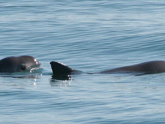 The most endangered marine mammal alive today is the vaquita, a tiny porpoise that swims in the warm waters of the Gulf of California.