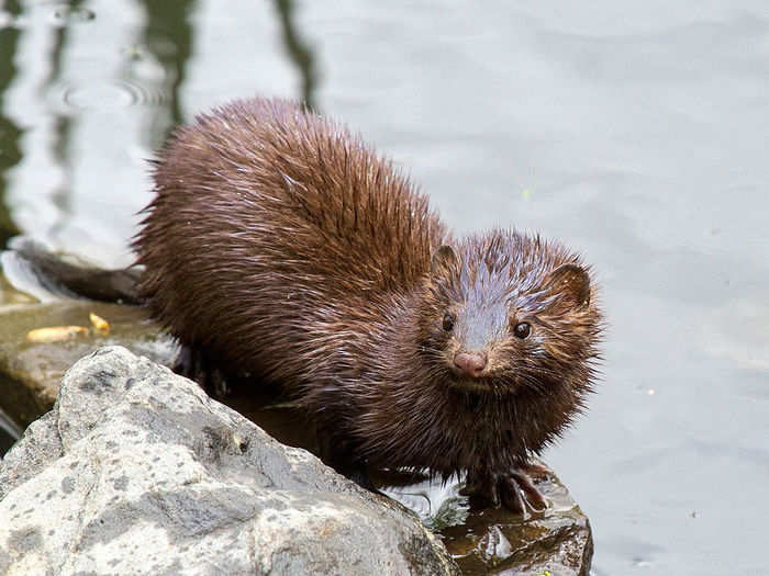 The carnivorous sea mink, which swam along the rocky coasts of New England and Nova Scotia, was hunted to extinction at the turn of the 20th century.