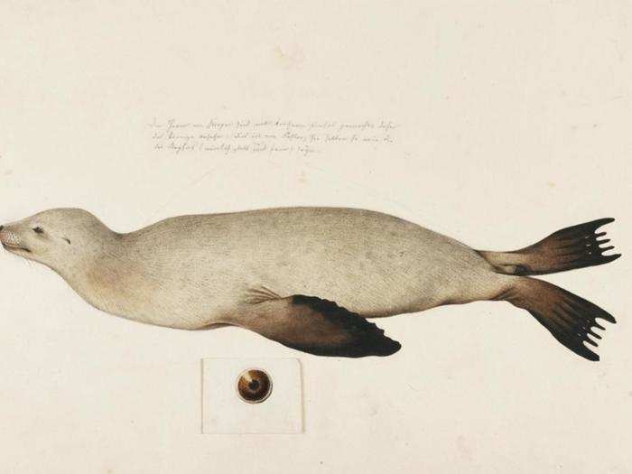 The Japanese sea lion, which swam in the northwest Pacific Ocean and the Sea of Japan, also went extinct in the 1970s.