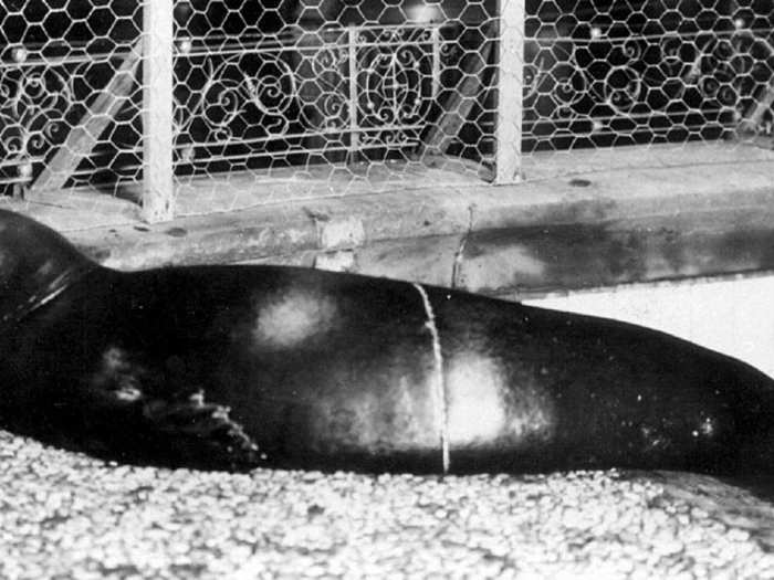 The IUCN officially declared the Caribbean monk seal extinct in 2008, after the creature hadn