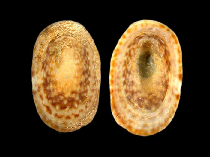 The Eelgrass limpet, a species of sea snail, used to be abundant in the waters of the western Atlantic.