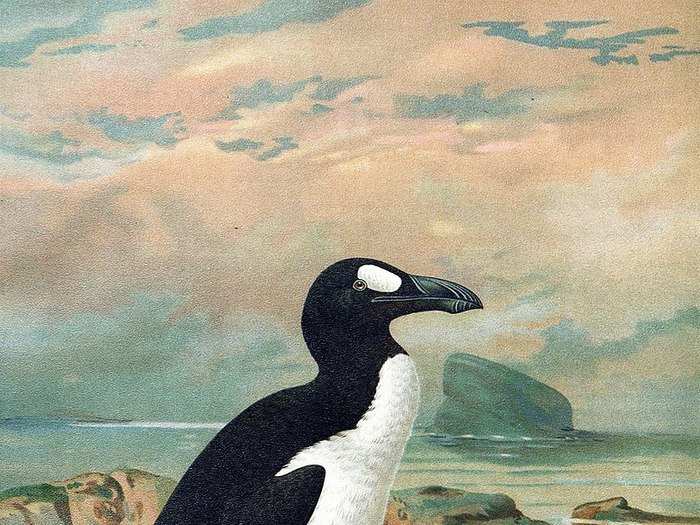 The great auk disappeared in the mid-1800s. The flightless bird was not closely related to penguins, despite their similar appearance.