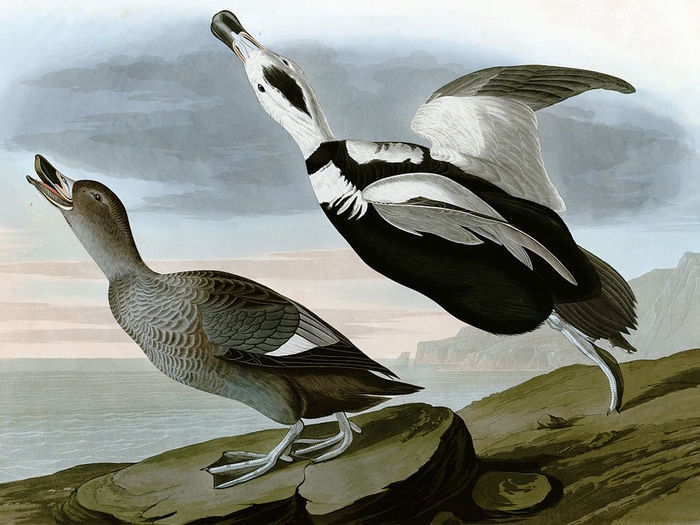 The last Labrador duck ever seen was in Elmira, New York in 1878.