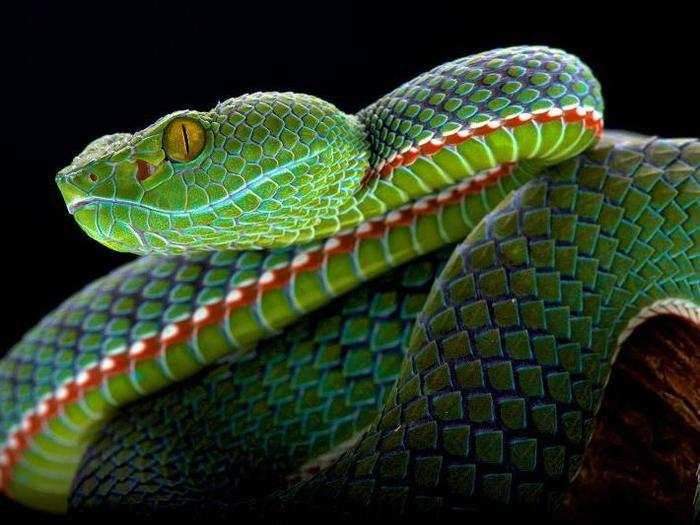 Even seemingly intimidating creatures, like the poisonous Siamese peninsula pit viper, are vulnerable and disappearing at unprecedented rates.