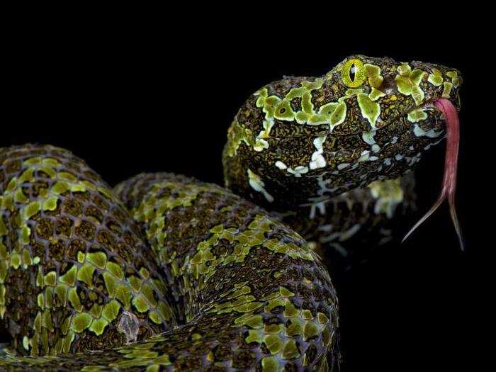 Kuijpers said part of his goal in photographing these reptiles is to remove misconceptions and fears that many people have about cold-blooded animals.