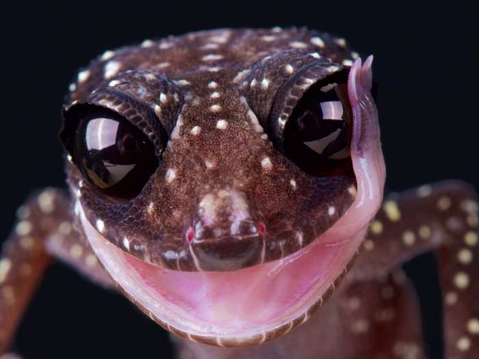 That experience allows him how to get detailed close-up shots of fast-moving creatures like this gecko.