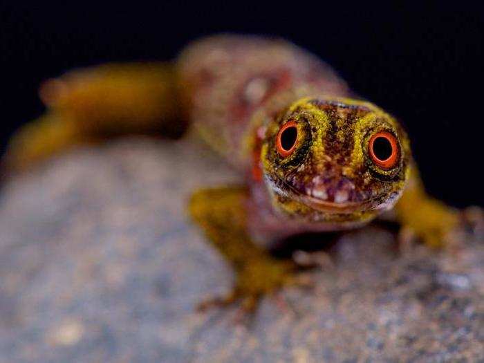 Kuijpers said just one rat or cat could decimate the entire population of this animal, the Union Island gecko.