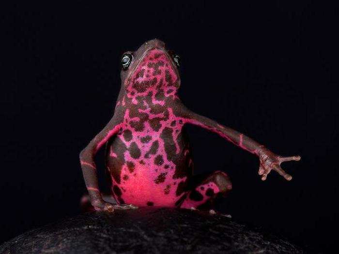 Kuijpers told Fast Company that it took him weeks of exploration in the mountains of Suriname to capture this magenta-accented toad on camera.