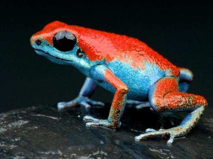 His work reveals a special fascination with poison dart frogs.