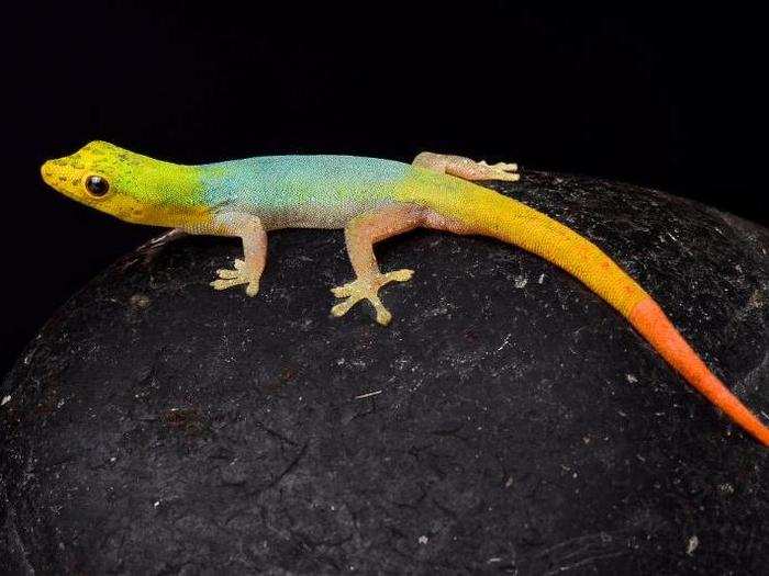 To date, Kuijpers has photographed 2,000 species of reptiles and amphibians.