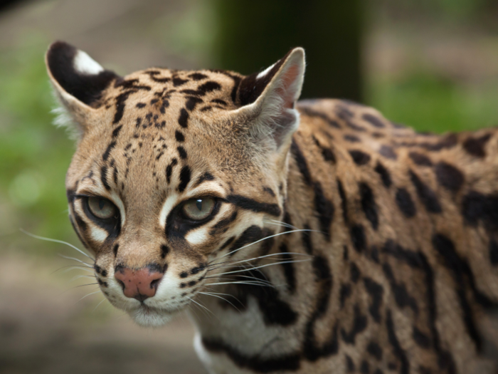 Wetlands host flocks of birds during migrations, and clay mounds called lomas support a diversity of native and often endangered species. Even ocelots are occasionally seen traipsing through the area.