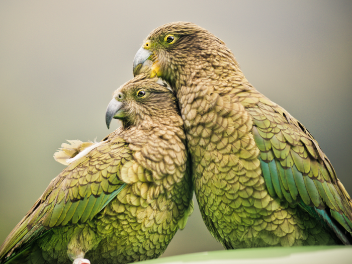 Parrot fever can be contracted from pet birds.