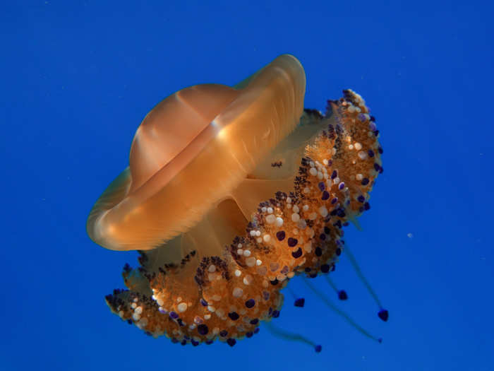 Some jellyfish are bioluminescent.