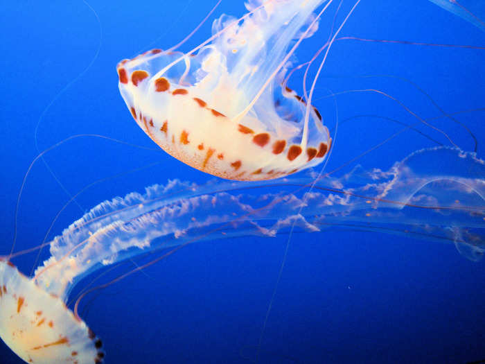 Jellyfish eat other sea creatures.