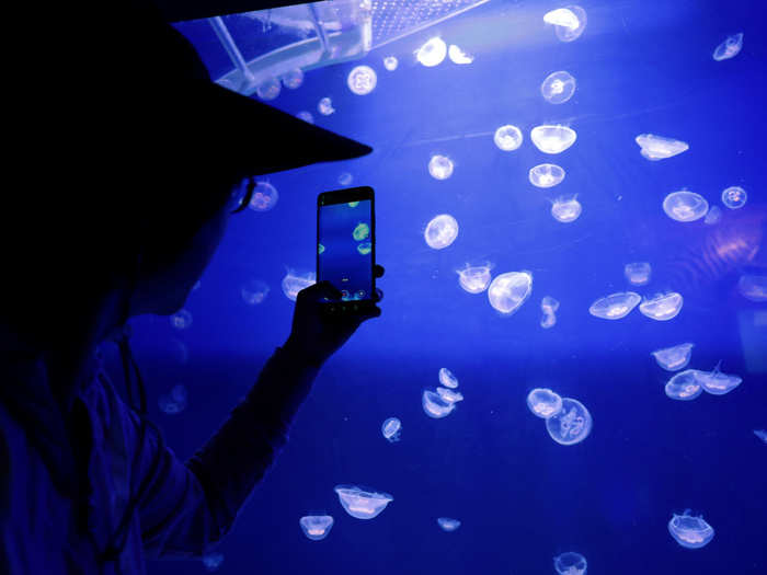 One type of jellyfish is thought to be immortal.