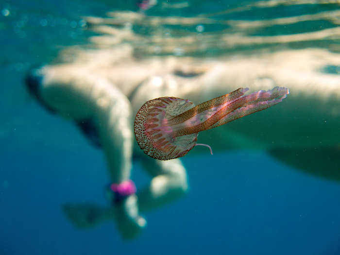 There are over 25 types of edible jellyfish.