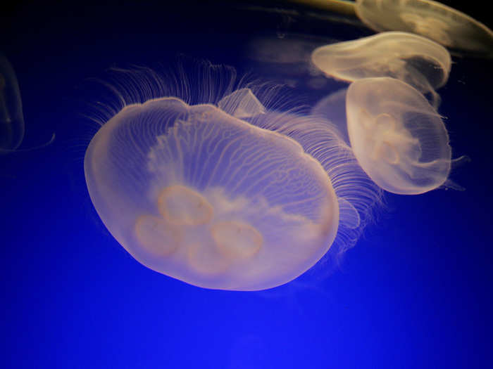 Jellyfish are almost completely comprised of water.