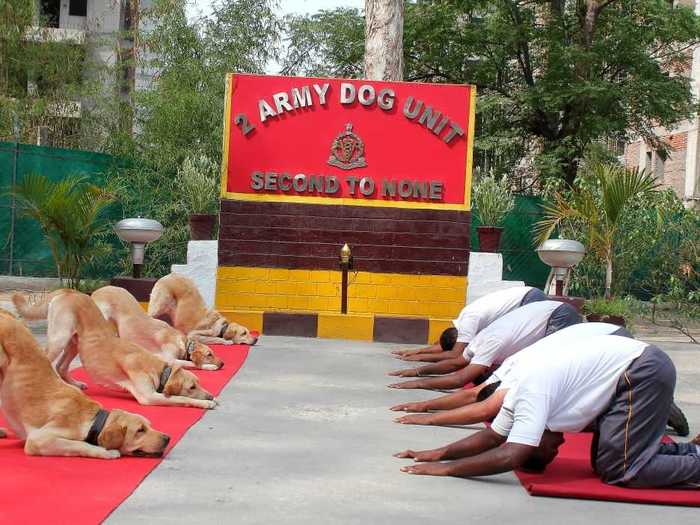 An army dog squad peforming yoga asana