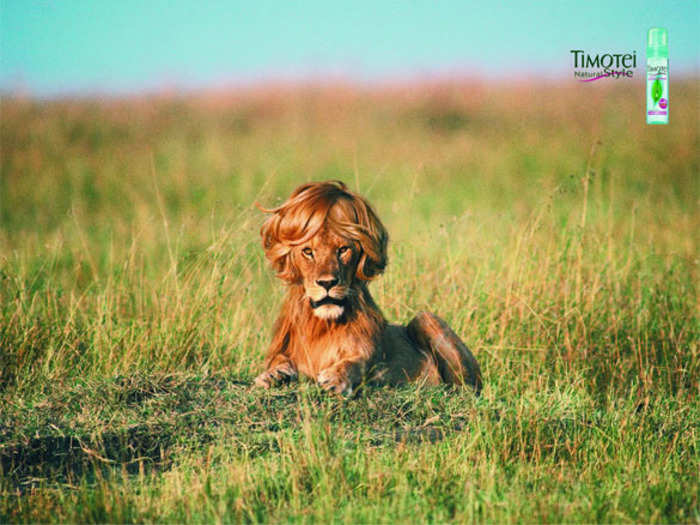 Timotei hair products proved that it could even tame a lion