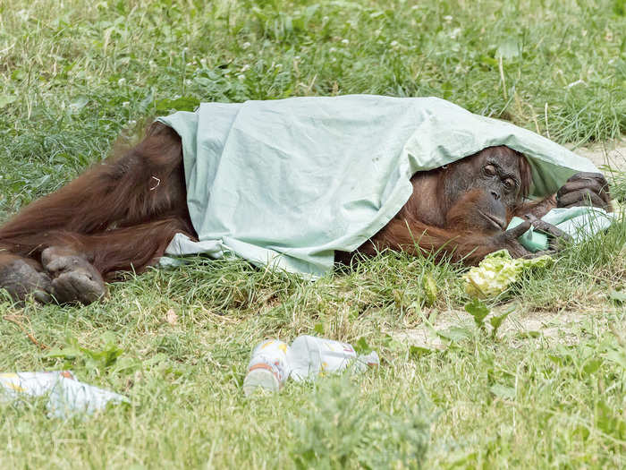 Meanwhile, this orangutan at the same zoo hoped to get some relief from the sun by hiding under a blanket on Tuesday.