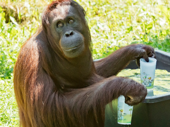 Staff members there are working hard to provide heat relief to their orangutans, and the animals are "loving it," zookeeper Fredi Maier told The Associated Press.