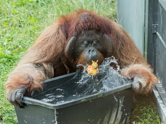 This orangutan at Schoenbrunn zoo in Vienna played with water on Tuesday.