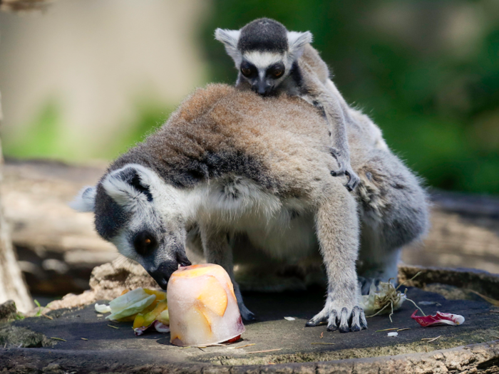 This lemur in Rome